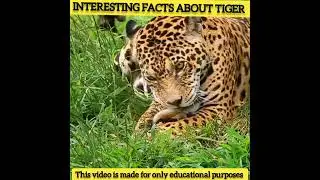 3 INTERESTING FACTS AOUBT TIGER | FACTS SHORTS | FACTS | HINDI FACT | FACTS HINDI | बाघ रोचक तथ्य