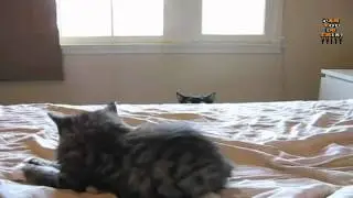 Can You Do This? - Spooky Cat
