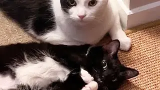 Kitties Being Hella Cute 🥰