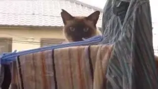 АХА ХА! ПРИКОЛ!!