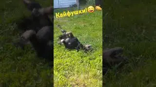 #Кайфушки-#веселушки!😄👏👍#Лето у #Ральфа.🐕🌞🌿