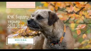25.11.2018 Монопородная выставка «Бордер терьер» ранга КЧК, Москва