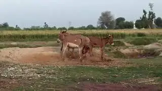 Village Donkey Full Video 2020