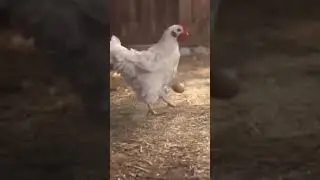 cock attitude stand cock egg 