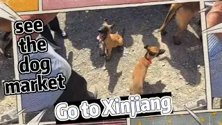 Go to Xinjiang, look at the dog market and buy a golden retriever