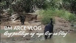 ANG PALILIGO NG MGA ASO SA ILOG
