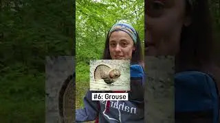 Ranking My Scary Animal Encounters on the Appalachian Trail 