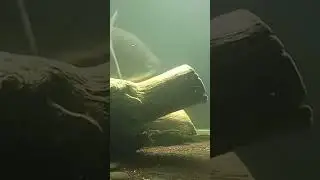пиранья часть 4