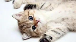 Гороскоп котят от Сатурны