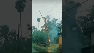 Kayu Tersambar Listrik