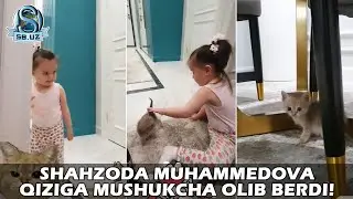 Шаҳзода Муҳаммедова қизига мушукча олиб берди! | Shahzoda Muhammedova qiziga mushukcha olib berdi!