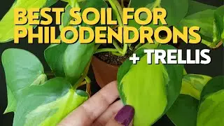 Philodendron Plant SOIL MIX | How to Use TRELLIS for Houseplants