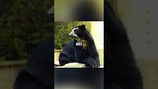 Spectacled Bear Explained...  🐻🌙 🍌 #bear #wildlife #science
