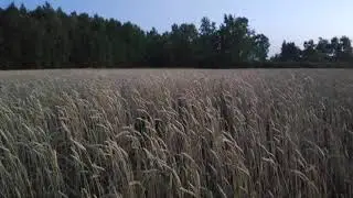 вечер начинается кабан