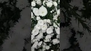 фотография, как стиль жизни🌹