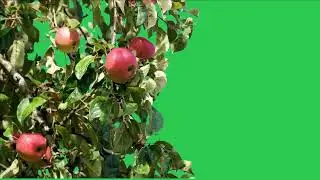 Apple Tree green screen video, Green screen tree, tree green screen effect kinemaster, P-56