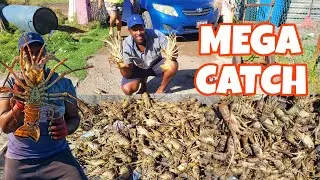 ENORMOUS LOBSTER CATCH 2 HRS AT SEA, LOBSTER TRAP HAULING.