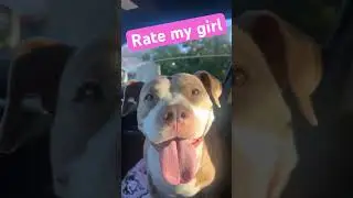 Rate my girl 1-10 🥰 #relationship #dog #car