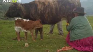 comunidad campesina de Ancobamba - Chapimarca - Aymaraes