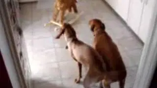 Vizslas barking @ giraff