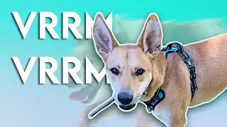 When Dogs get the Zoomies
