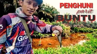 Jangan anggap remeh parit ini || Umpan Casting SNAKEHEAD || Jump frog|| Soft frog|| Mancing gabus