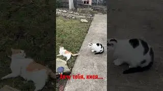 Хочу тебя, кися…