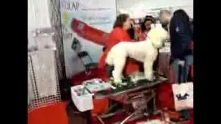 Dog Grooming Expo