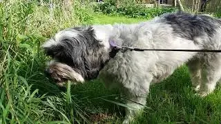 Sasja , onze loge-hond.