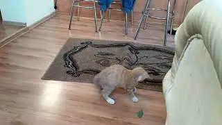 My crazy cat (mój szalony kot).