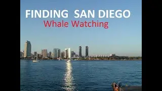 Whale Watching in San Diego