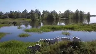 Гуляем под пение лягушек🐸