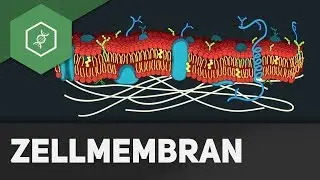 Cell membrane - REMAKE