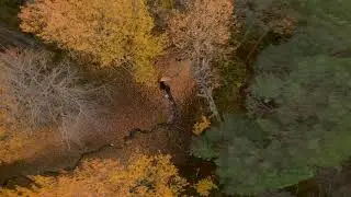 Одна батка по лесу