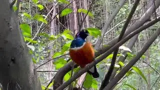 Sunway Lagoon Wildlife Park