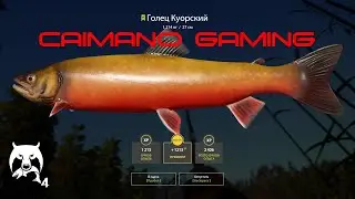 Русская  Рыбалка 4 | РР4 | Куори Тунгуска Где клюет? Фарм Общение