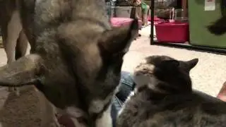Husky nibbles and grooms her cat :)