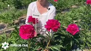 Kansas peony. Канзас пион. Пулков сад