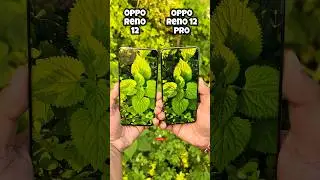 Oppo Reno 12 vs Oppo Reno 12 Pro Camera Comparison #shorts