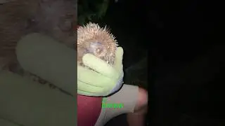 Спасаю ёжика #ежик #youtube