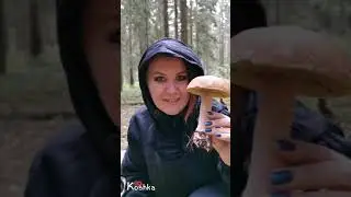 Грибной сезон
