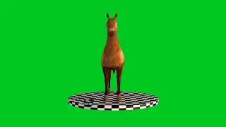 Horse | Horse Green Screen | Green Screen | Green | Screen | Effect | Animations | Chroma key