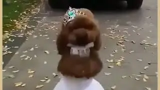 🎀🎀🎂🎂🎂🍰🍴🍨🍧🍩🍪🍸
