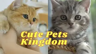 Adorable cats playing and having fun | Cute cats are so playful with their owners| Cute pets kingdom