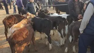 1-Qism. QUVA BOZORI. Yosh buqa va hunajin narhlari. 19,03,2023 .
