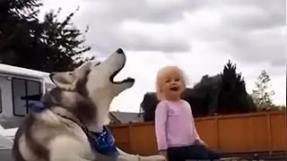 Забавные животные