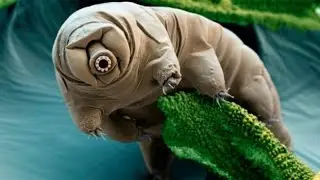 Top 10 animales con superpoderes reales