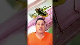 5 MUST know FACTS about SCORPIONS | Arizona Living | Desert Life