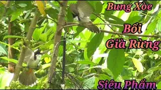 Pha Bẫy Chào Mào Bổi Tố Chất Mới Nhất.Gặp Chiến Binh Mào Đinh Nhọn Bung Xòe, Siêu Mỏ Bộ To Già Rừng