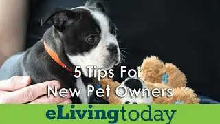 5 Tips For New Pet Owners